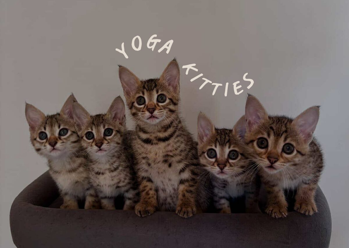 Image pour : Yoga Kitties – 27 octobre